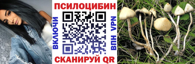 Псилоцибиновые грибы Psilocybine cubensis  Бологое 